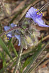 Hairyflower spiderwort